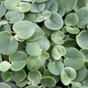 Felted Peperomia Incana Live Plant - 4 Inch Pot - Velvety Houseplant - Image 6