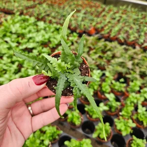 Fern plant, Dragon's Tail Fern in a Miniature 2 Inch pot, Asplenium ebenoides ,mini tiny starter plant | 2 plants required per order | - Image 2