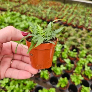 Fern plant, Dragon's Tail Fern in a Miniature 2 Inch pot, Asplenium ebenoides ,mini tiny starter plant | 2 plants required per order | - Image 3
