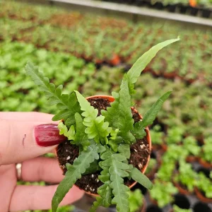 Fern plant, Dragon's Tail Fern in a Miniature 2 Inch pot, Asplenium ebenoides ,mini tiny starter plant | 2 plants required per order | - Image 4