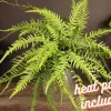 Fern plant, Dragon's Tail Fern in a Miniature 2 Inch pot, Asplenium ebenoides ,mini tiny starter plant | 2 plants required per order | - Image 1
