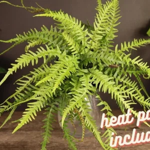 Fern plant, Dragon's Tail Fern in a Miniature 2 Inch pot, Asplenium ebenoides ,mini tiny starter plant | 2 plants required per order | - Image 1