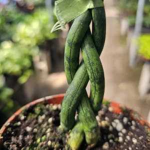 Fernwood Snake Plant Live - Braided Sansevieria Trifasciata - 4in Pot Indoor Air Purifier - Image 2