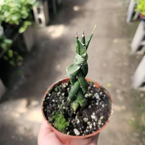 Fernwood Snake Plant Live - Braided Sansevieria Trifasciata - 4in Pot Indoor Air Purifier - Image 3