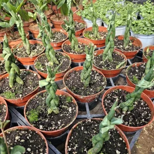 Fernwood Snake Plant Live - Braided Sansevieria Trifasciata - 4in Pot Indoor Air Purifier - Image 5