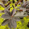 Ficus Burgandy Rubber Tree Live Plant - 4 Inch Pot, Indoor Red Ficus Elastica - Image 1