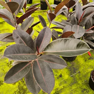 Ficus Burgandy Rubber Tree Live Plant - 4 Inch Pot, Indoor Red Ficus Elastica - Image 1