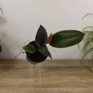 Ficus Burgandy Rubber Tree Live Plant - 4 Inch Pot, Indoor Red Ficus Elastica - Image 2