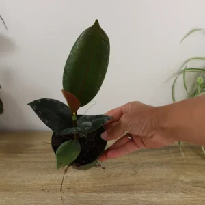 Ficus Burgandy Rubber Tree Live Plant - 4 Inch Pot, Indoor Red Ficus Elastica - Image 3