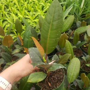 Ficus Burgandy Rubber Tree Live Plant - 4 Inch Pot, Indoor Red Ficus Elastica - Image 5