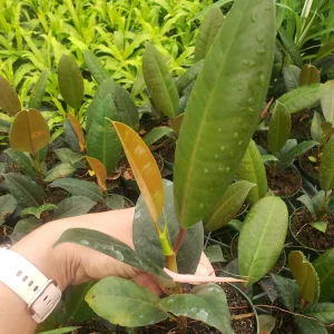 Ficus Burgandy Rubber Tree Live Plant - 4 Inch Pot, Indoor Red Ficus Elastica - Image 6