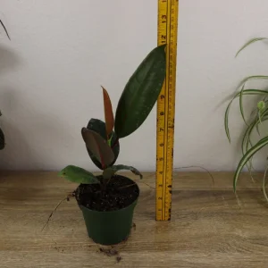 Ficus Burgandy Rubber Tree Live Plant - 4 Inch Pot, Indoor Red Ficus Elastica - Image 7