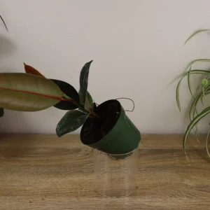 Ficus Burgandy Rubber Tree Live Plant - 4 Inch Pot, Indoor Red Ficus Elastica - Image 8