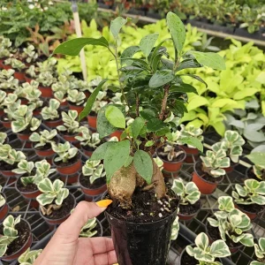 Ficus Ginseng Bonsai Tree Live Plant – 4 Inch Pot – Indoor Beginner-Friendly - Image 2