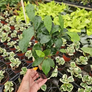 Ficus Ginseng Bonsai Tree Live Plant – 4 Inch Pot – Indoor Beginner-Friendly - Image 3