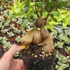 Ficus Ginseng Bonsai Tree Live Plant – 4 Inch Pot – Indoor Beginner-Friendly - Image 1