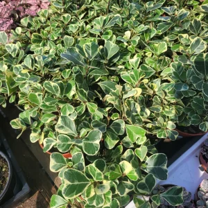 Ficus Triangularis Variegated Live Plant – 4in Pot – Indoor Foliage - Image 4