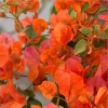 Fire Opal Bougainvillea Live Plants, Orange Flower, 3 Pack, 4-8 Inch Tall - Image 1