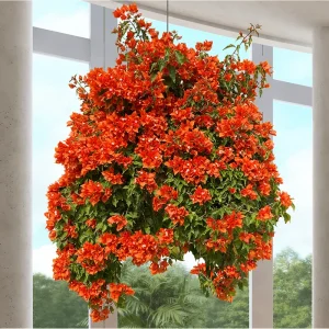 Fire Opal Bougainvillea Live Plants, Orange Flower, 3 Pack, 4-8 Inch Tall - Image 5
