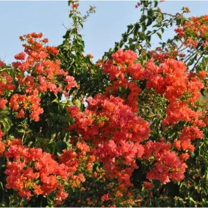 Fire Opal Bougainvillea Live Plants, Orange Flower, 3 Pack, 4-8 Inch Tall - Image 6