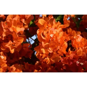 Fire Opal Bougainvillea Live Plants, Orange Flower, 3 Pack, 4-8 Inch Tall - Image 7