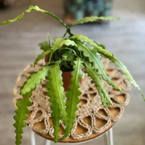 Fishbone Cactus Live Plant – 6 inch Height, 2 inch Pot – Indoor Succulent - Image 2