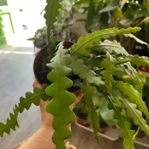 Fishbone Cactus Live Plant – 6 inch Height, 2 inch Pot – Indoor Succulent - Image 3