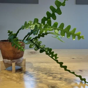 Fishbone Cactus Live Plant – 6 inch Height, 2 inch Pot – Indoor Succulent - Image 4