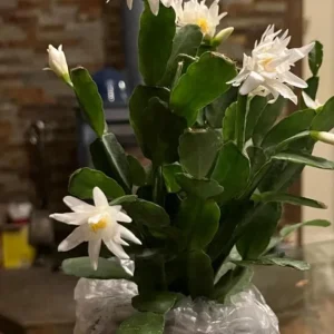 Fishbone Cactus Live Plant – 6 inch Height, 2 inch Pot – Indoor Succulent - Image 5