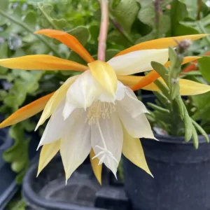 Fishbone Cactus Live Plant – 6 inch Height, 2 inch Pot – Indoor Succulent - Image 6