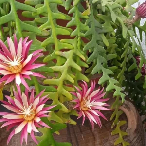 Fishbone Cactus Live Plant – 8-inch Tall Houseplant in 3.5-inch Pot - Image 10