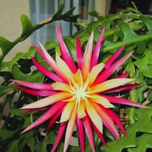 Fishbone Cactus Live Plant – 8-inch Tall Houseplant in 3.5-inch Pot - Image 2