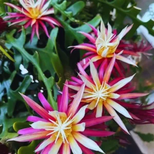 Fishbone Cactus Live Plant – 8-inch Tall Houseplant in 3.5-inch Pot - Image 3