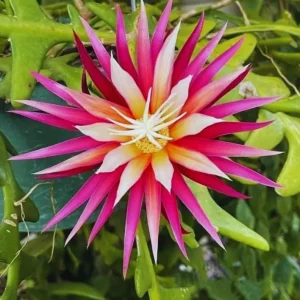 Fishbone Cactus Live Plant – 8-inch Tall Houseplant in 3.5-inch Pot - Image 4