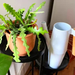 Fishbone Cactus Live Plant – 8-inch Tall Houseplant in 3.5-inch Pot - Image 5