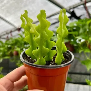 Fishbone Cactus Live Plant – 8-inch Tall Houseplant in 3.5-inch Pot - Image 6