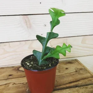 Fishbone Cactus Live Plant – 8-inch Tall Houseplant in 3.5-inch Pot - Image 7