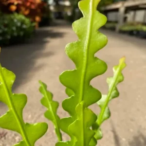 Fishbone Cactus Live Plant – 8-inch Tall Houseplant in 3.5-inch Pot - Image 8