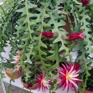 Fishbone Cactus Live Plant – 8-inch Tall Houseplant in 3.5-inch Pot - Image 9