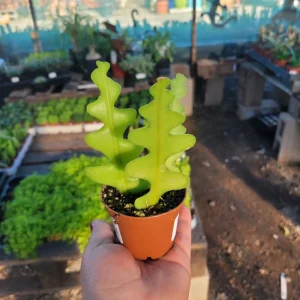 Fishbone Cactus Live Plant – Epiphyllum Anguliger Zig Zag Ric Rac Houseplant - Image 2