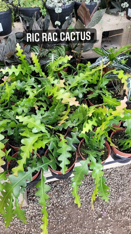 Fishbone Cactus Live Plant – Epiphyllum Anguliger Zig Zag Ric Rac Houseplant - Image 1