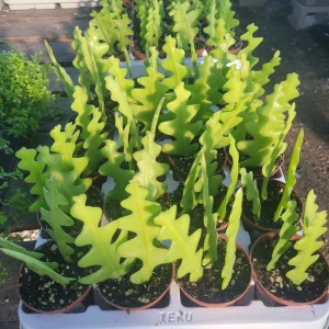 Fishbone Cactus Live Plant – Epiphyllum Anguliger Zig Zag Ric Rac Houseplant - Image 3