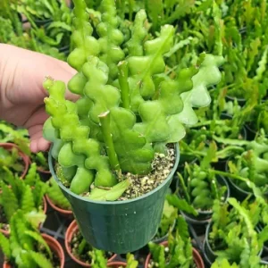 Fishbone Cactus Live Plant – Epiphyllum Anguliger Zig Zag Ric Rac Houseplant - Image 7