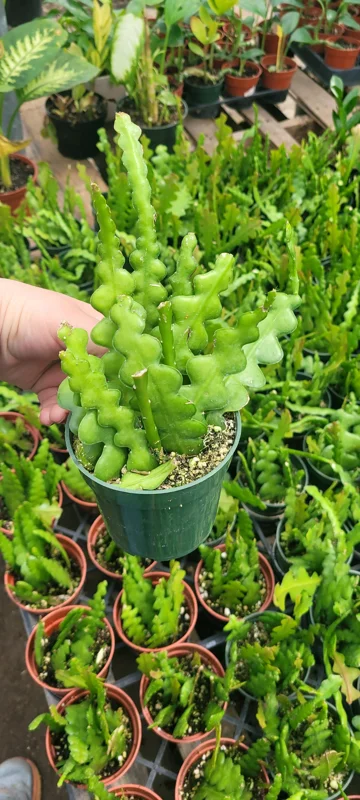 Fishbone Cactus Live Plant – Epiphyllum Anguliger Zig Zag Ric Rac Houseplant - Image 7