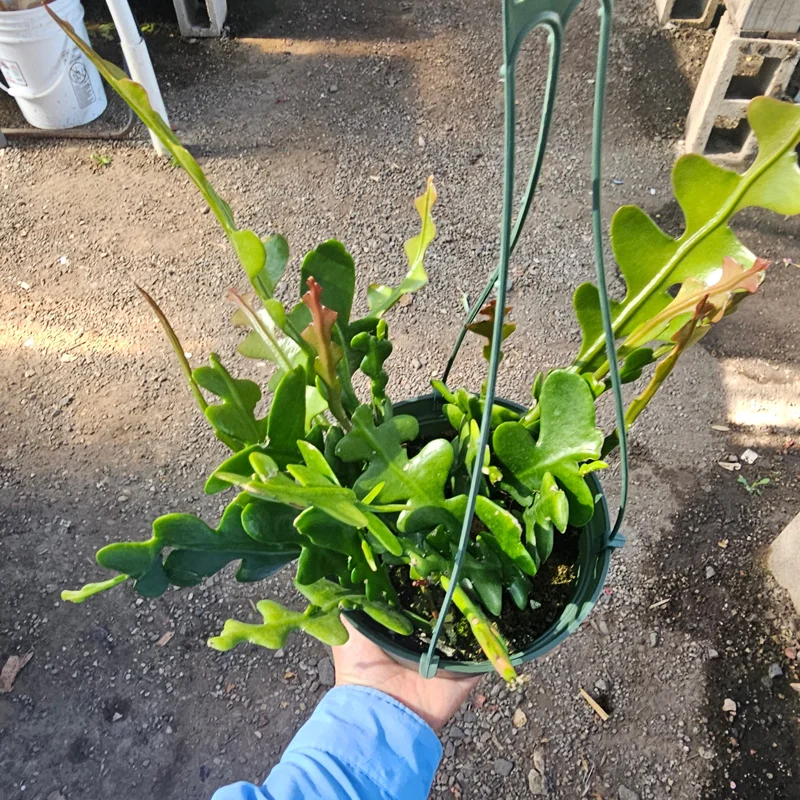 Fishbone Cactus Live Plant – Epiphyllum Anguliger Zig Zag Ric Rac Houseplant - Image 8