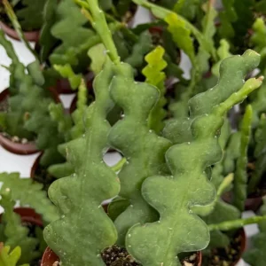 Fishbone Cactus Live Plant – Zig Zag Orchid Cactus 2.5 Inch Pot – Tropical Houseplant - Image 2