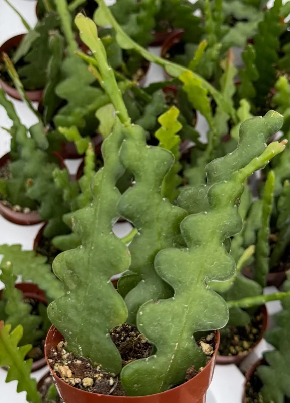 Fishbone Cactus Live Plant – Zig Zag Orchid Cactus 2.5 Inch Pot – Tropical Houseplant - Image 2