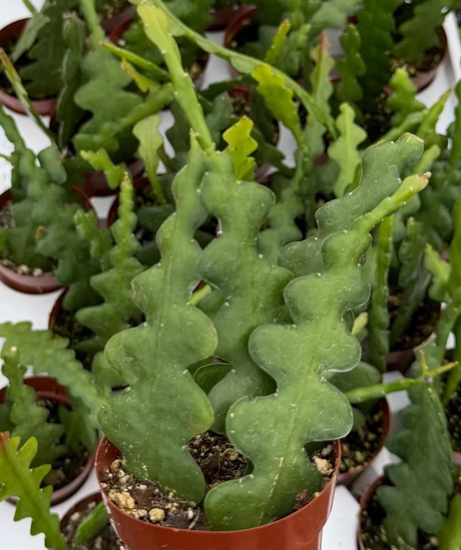 Fishbone Cactus Live Plant – Zig Zag Orchid Cactus 2.5 Inch Pot – Tropical Houseplant - Image 3