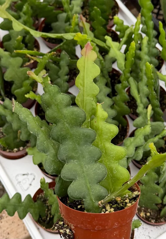 Fishbone Cactus Live Plant – Zig Zag Orchid Cactus 2.5 Inch Pot – Tropical Houseplant - Image 4