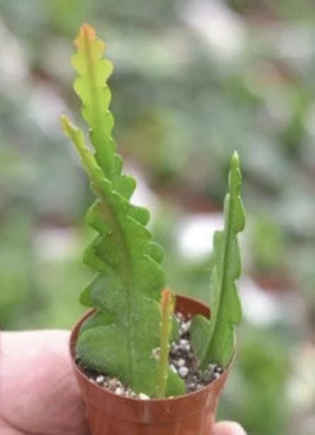 Fishbone Cactus Live Plant – Zig Zag Orchid Cactus 2.5 Inch Pot – Tropical Houseplant - Image 1